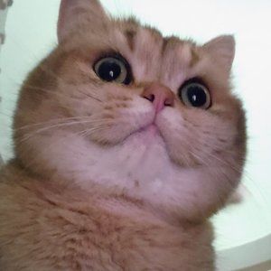 Meet your Posher, Kaya